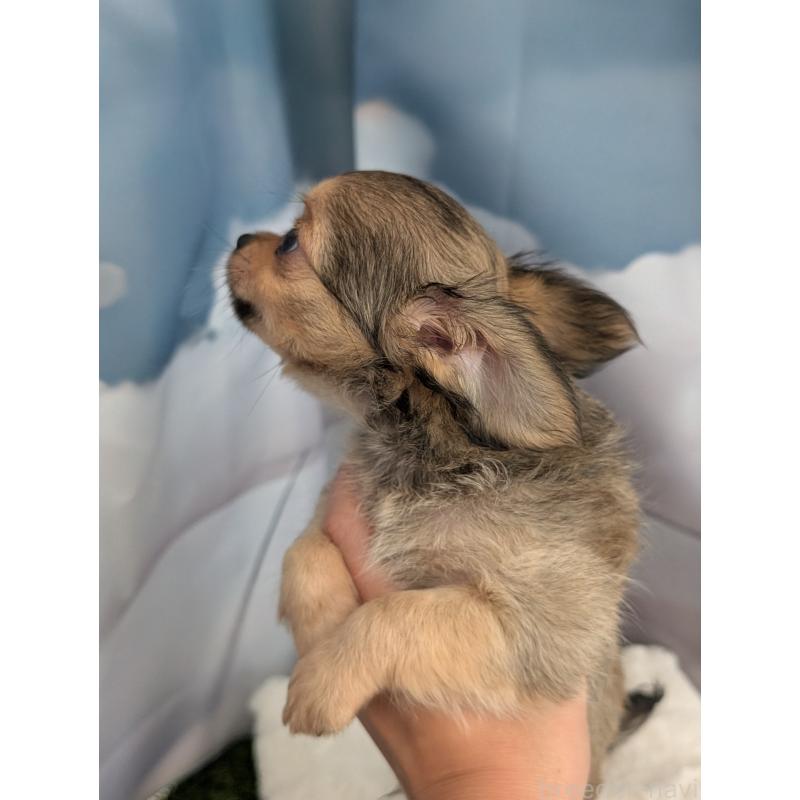 販売中の北海道のチワワ(ロングコート)-416924の8枚目