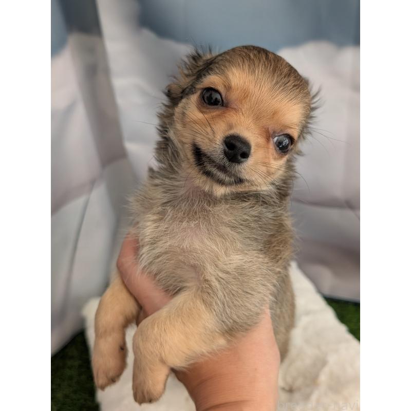 販売中の北海道のチワワ(ロングコート)-416924の7枚目