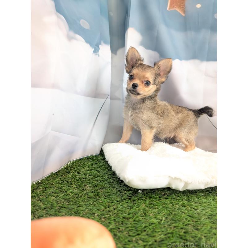 販売中の北海道のチワワ(ロングコート)-416924の6枚目