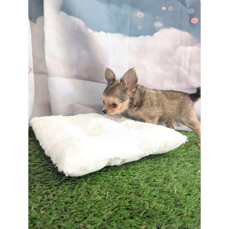 販売中の北海道のチワワ(ロングコート)-416924の5枚目