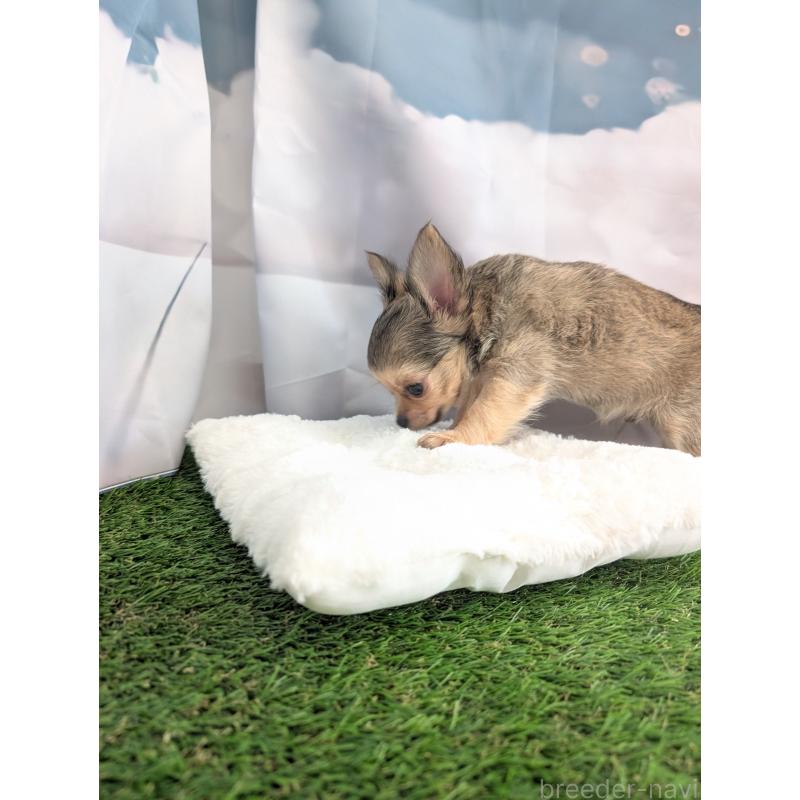 販売中の北海道のチワワ(ロングコート)-416924の4枚目