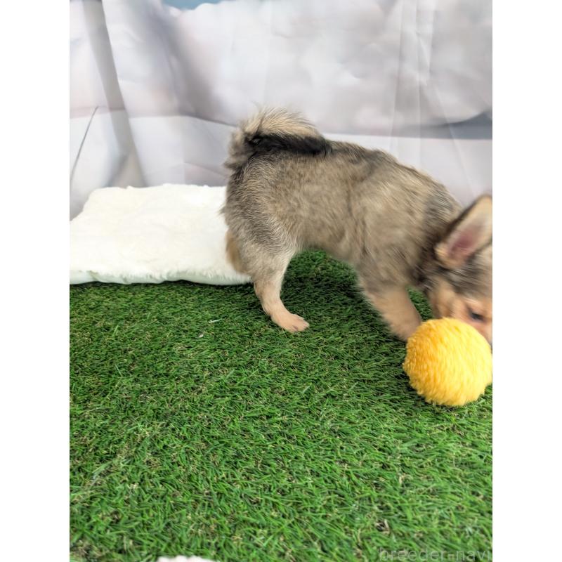 販売中の北海道のチワワ(ロングコート)-416924の3枚目