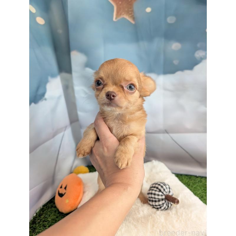 販売中の北海道のチワワ(ロングコート)-416927の8枚目