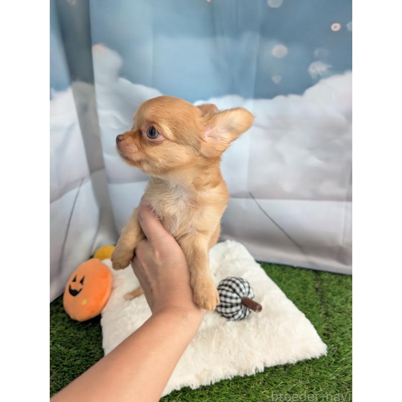 販売中の北海道のチワワ(ロングコート)-416927の7枚目