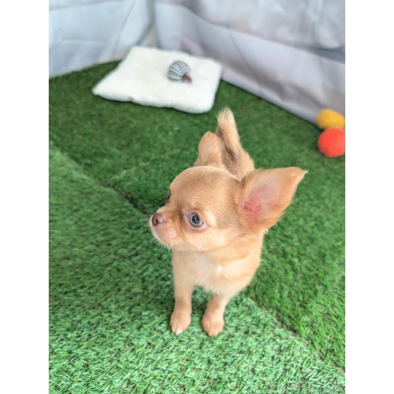 販売中の北海道のチワワ(ロングコート)-416927の6枚目