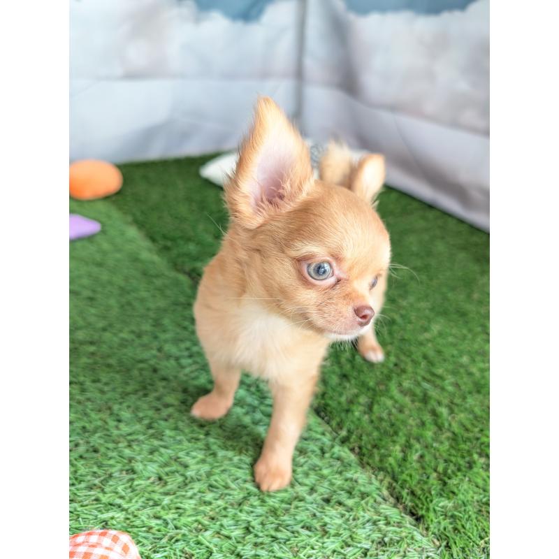 販売中の北海道のチワワ(ロングコート)-416927の5枚目