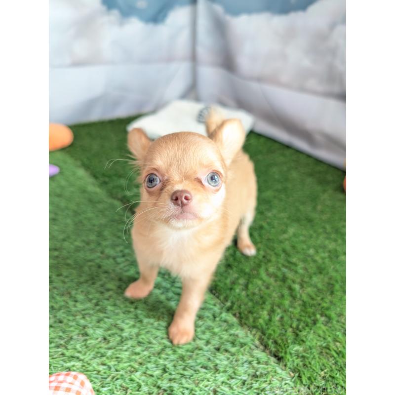 販売中の北海道のチワワ(ロングコート)-416927の4枚目