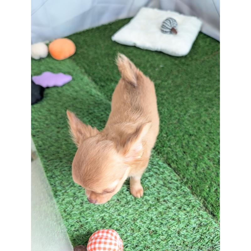 販売中の北海道のチワワ(ロングコート)-416927の3枚目