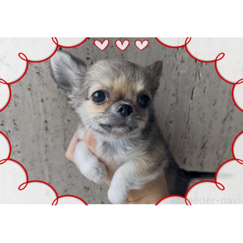 成約済の東京都のチワワ(ロングコート)-406724の1枚目