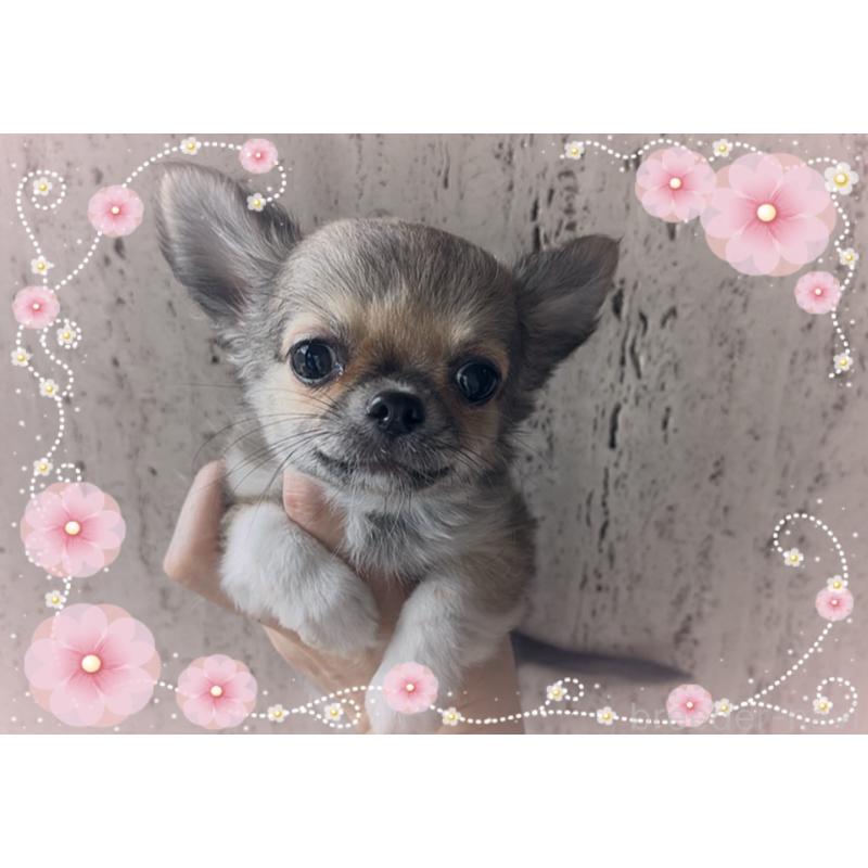 成約済の東京都のチワワ(ロングコート)-406724の7枚目