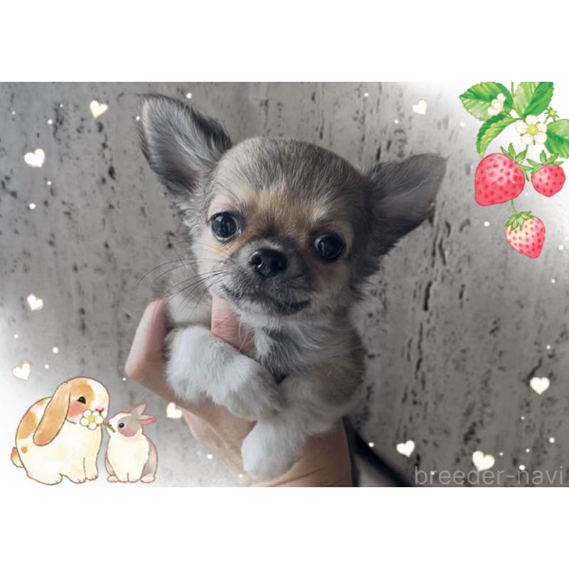 成約済の東京都のチワワ(ロングコート)-406724の6枚目