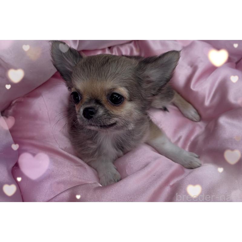 成約済の東京都のチワワ(ロングコート)-406724の5枚目