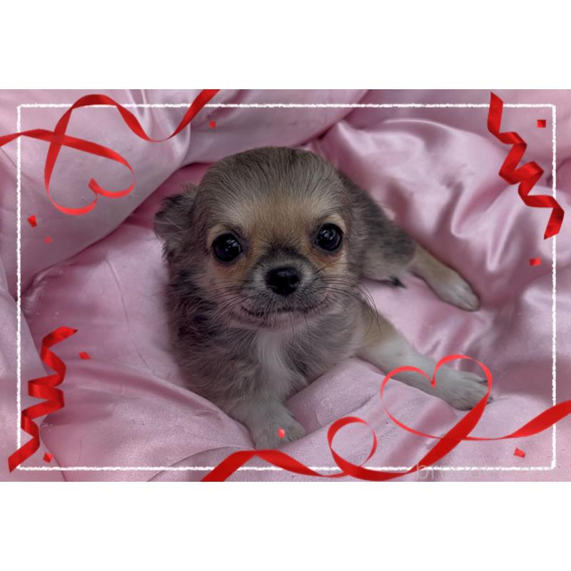 成約済の東京都のチワワ(ロングコート)-406724の4枚目