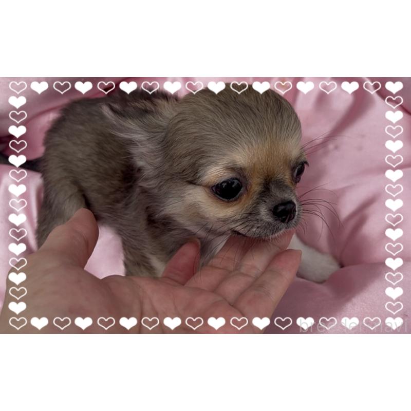 成約済の東京都のチワワ(ロングコート)-406724の2枚目