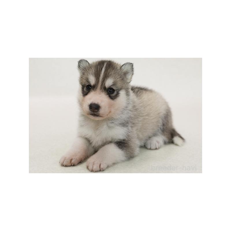 成約済の神奈川県のシベリアンハスキー-415885の2枚目