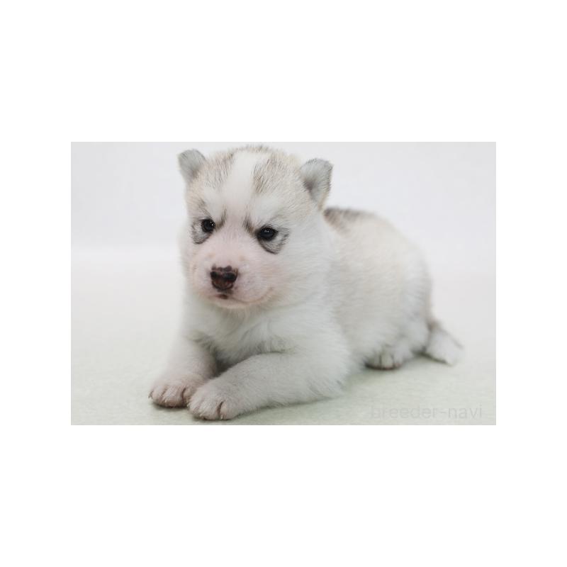 販売中の神奈川県のシベリアンハスキー-415887の3枚目