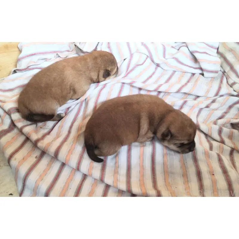 販売中の秋田県の柴犬-417200の4枚目