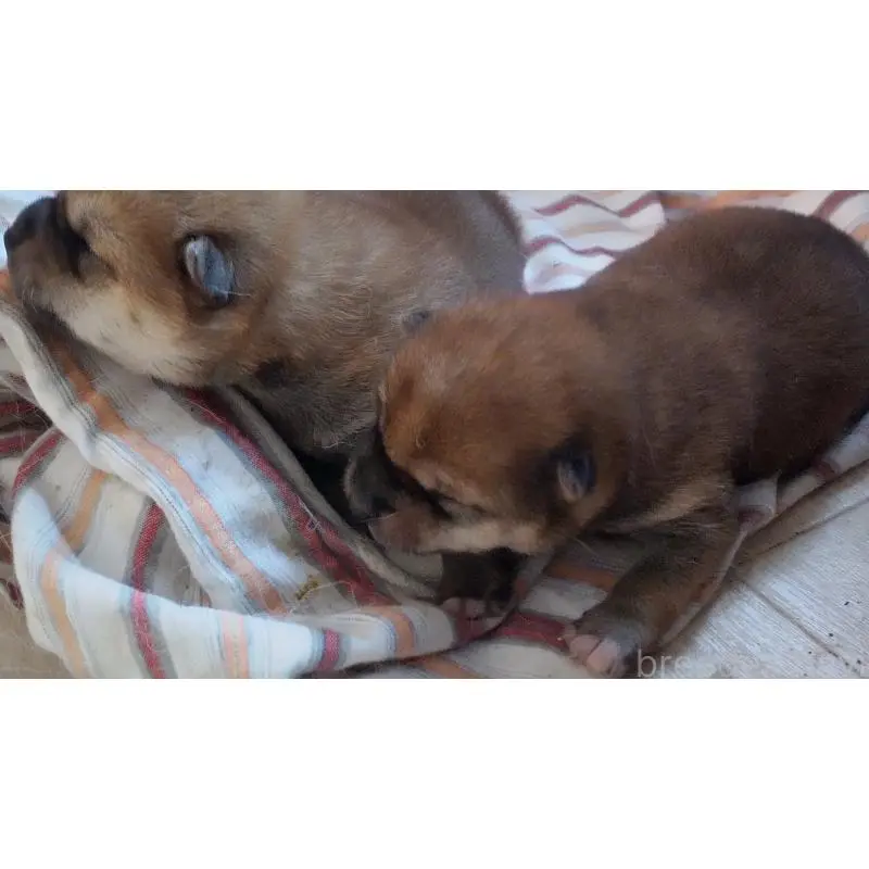 販売中の秋田県の柴犬-417200の2枚目