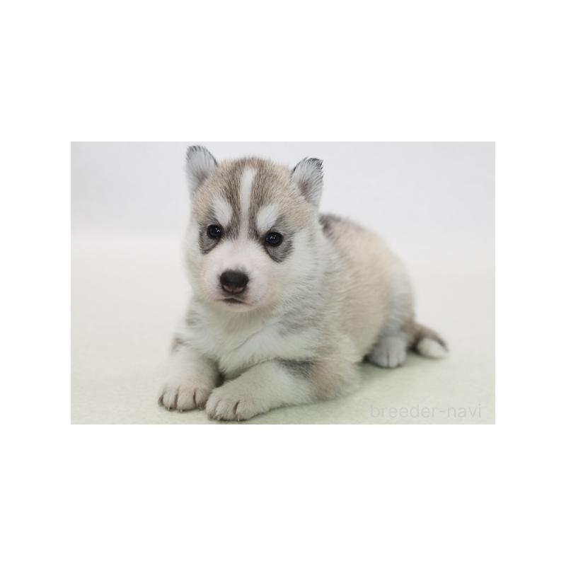 販売中の神奈川県のシベリアンハスキー-415889の3枚目