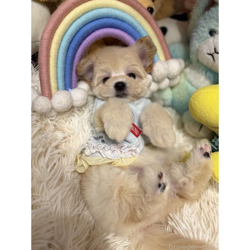 販売中の山形県のマルプー:マルチーズ×トイプードル-415630の6枚目