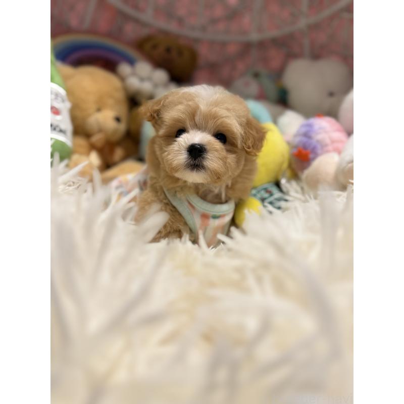 成約済の山形県のマルプー:マルチーズ×トイプードル-415629の3枚目