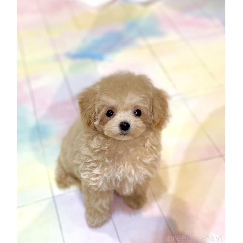 販売中の石川県のミックス犬-417205の2枚目