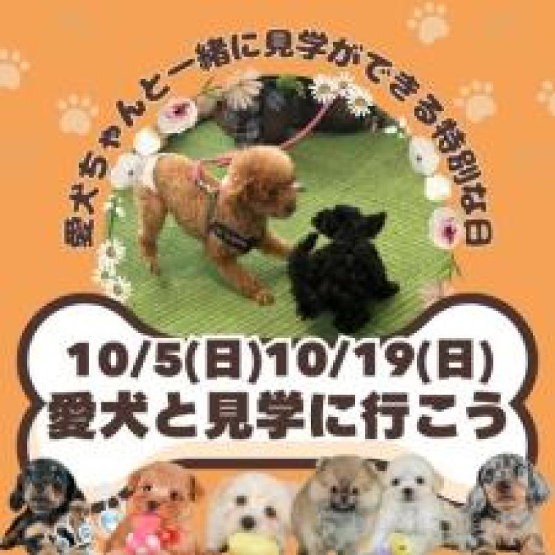 販売中の茨城県のマルチーズ-407823の4枚目