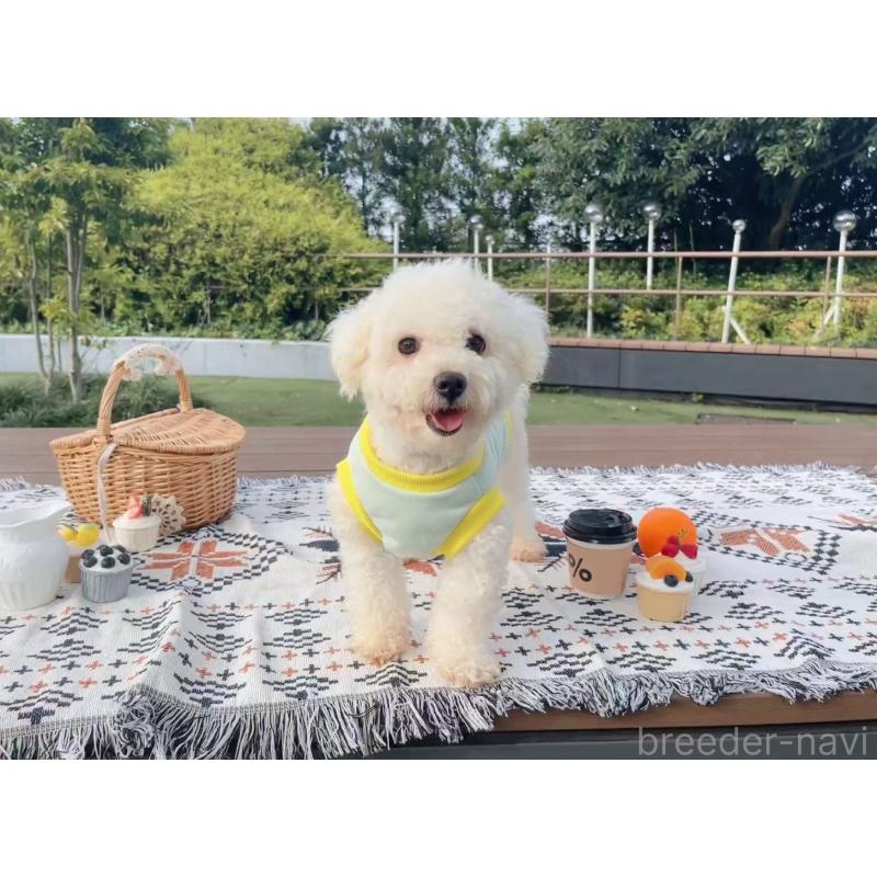 販売中の千葉県のビションフリーゼ-417213の4枚目