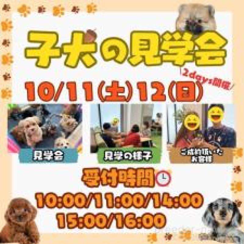 成約済の茨城県のミックス犬-414136の3枚目