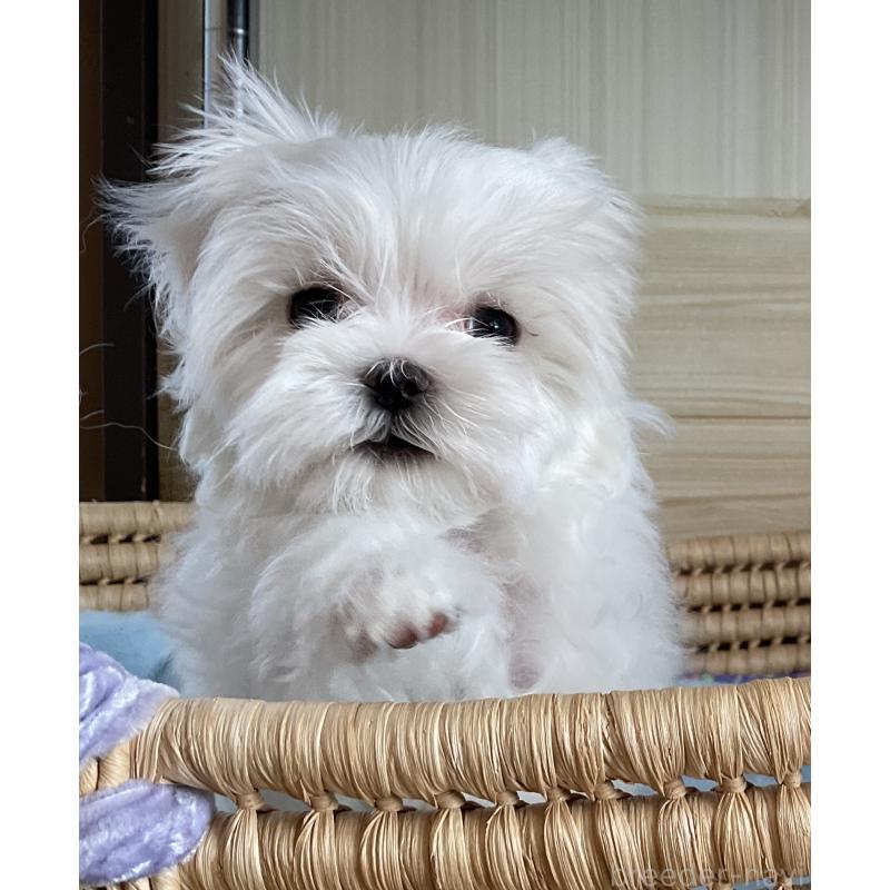 販売中の富山県のマルチーズ-382205の5枚目