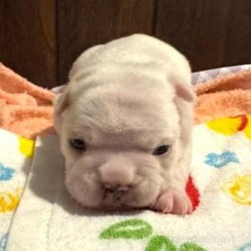 販売中の長崎県のフレンチブルドッグ-417215の1枚目