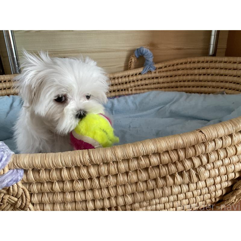 販売中の富山県のマルチーズ-382205の4枚目