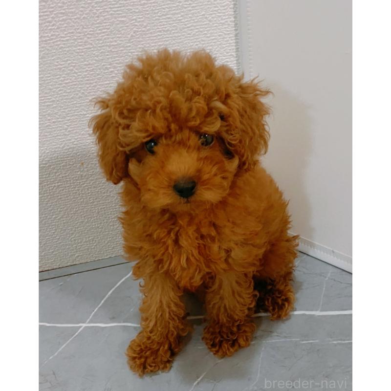 販売中の宮崎県のマルプー:マルチーズ×トイプードル-417216の1枚目