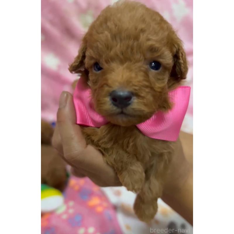 販売中の茨城県のトイプードル-416971の3枚目