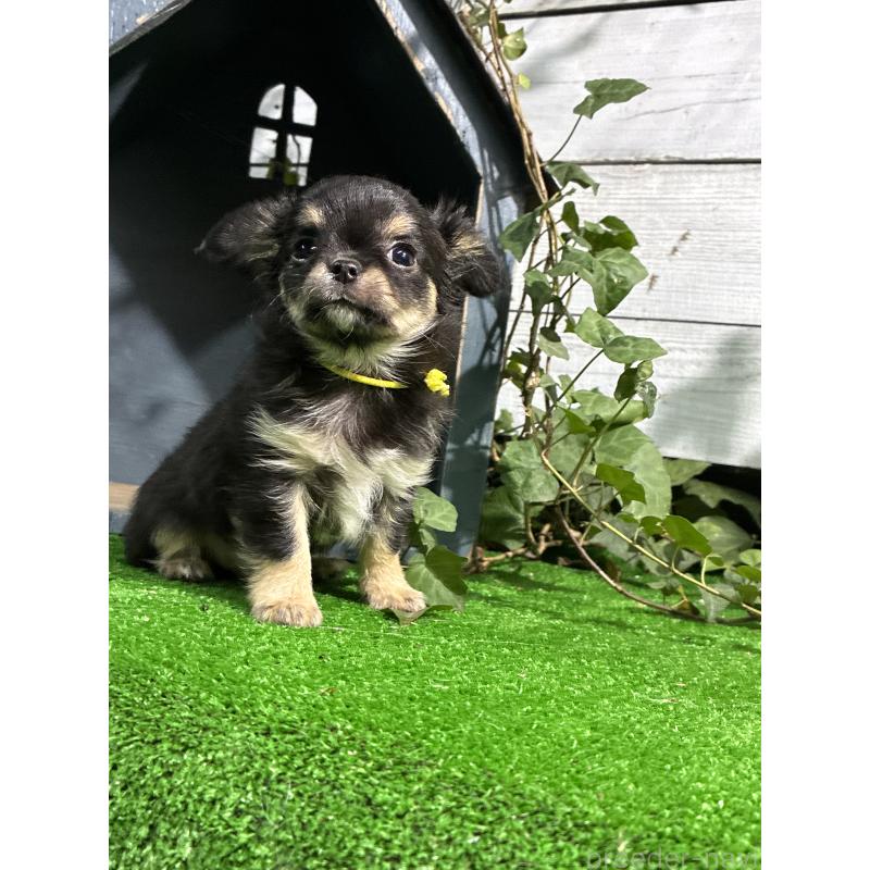 成約済の千葉県のチワワ(ロングコート)-416263の4枚目