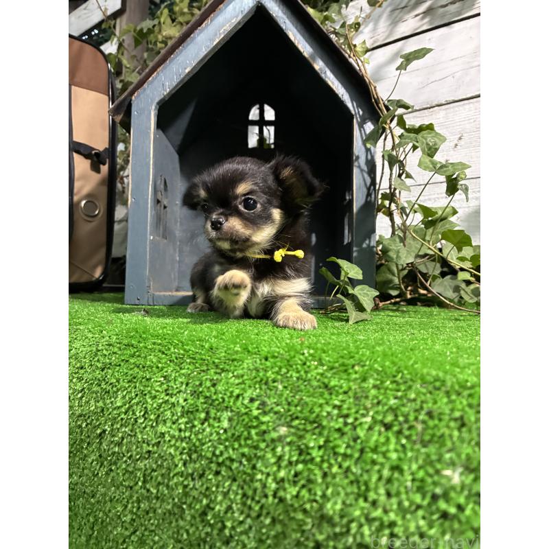 成約済の千葉県のチワワ(ロングコート)-416263の3枚目