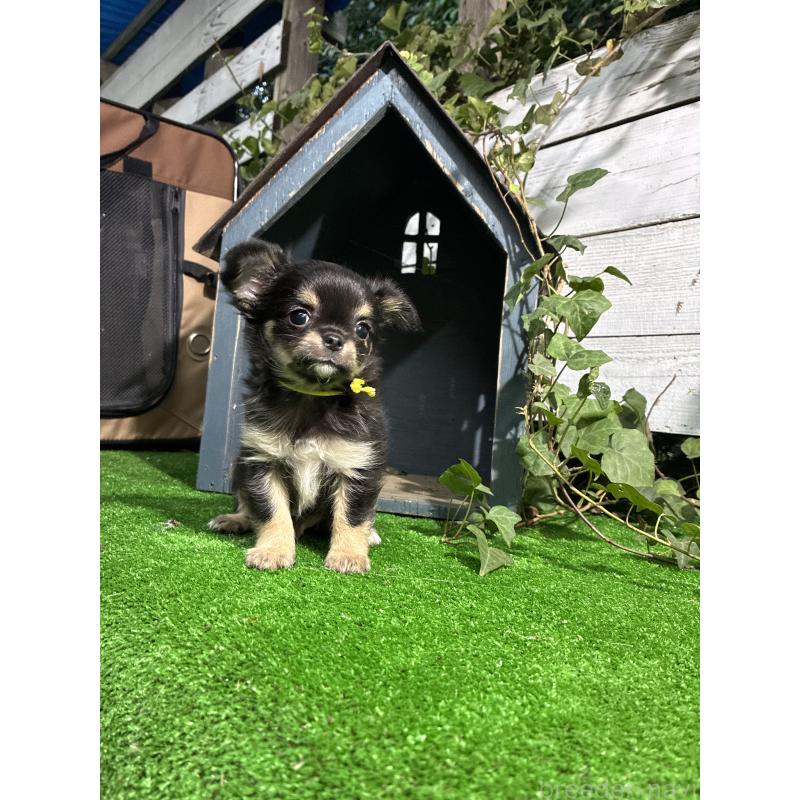 成約済の千葉県のチワワ(ロングコート)-416263の2枚目