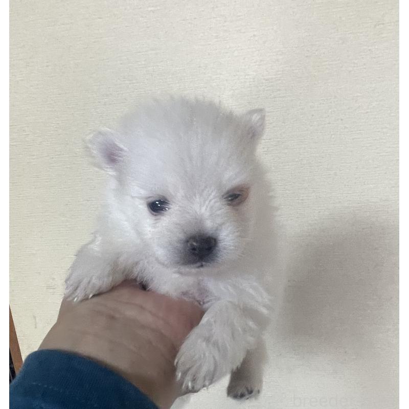 商談中の岡山県のポメラニアン-412086