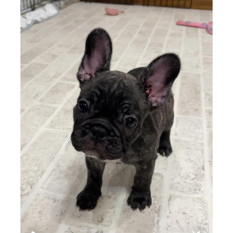 販売中の山口県のフレンチブルドッグ-413368の5枚目