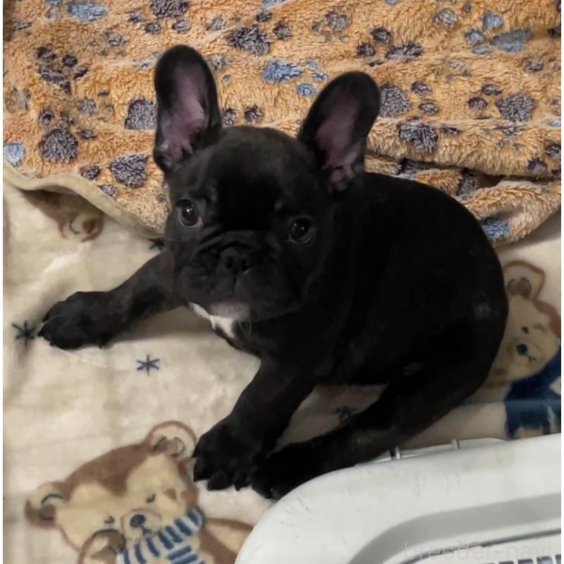 販売中の山口県のフレンチブルドッグ-413360の5枚目
