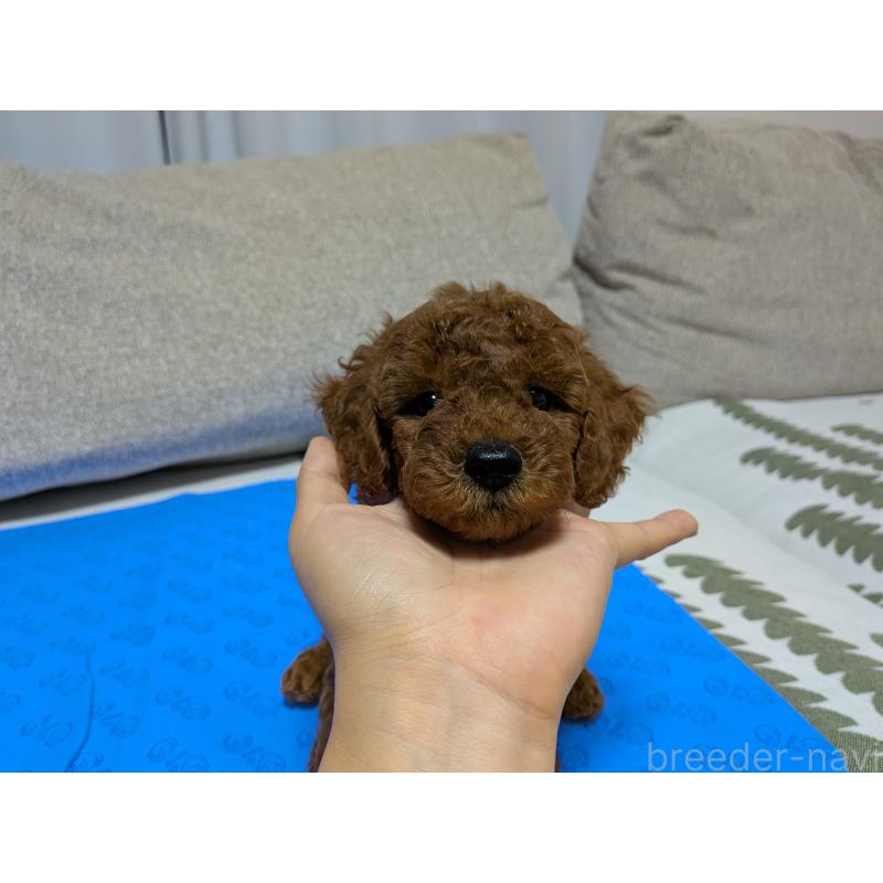 販売中の茨城県のトイプードル-417233の10枚目