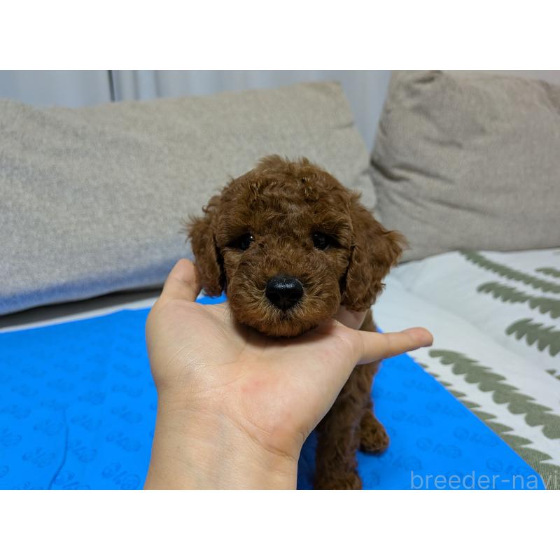 販売中の茨城県のトイプードル-417233の9枚目