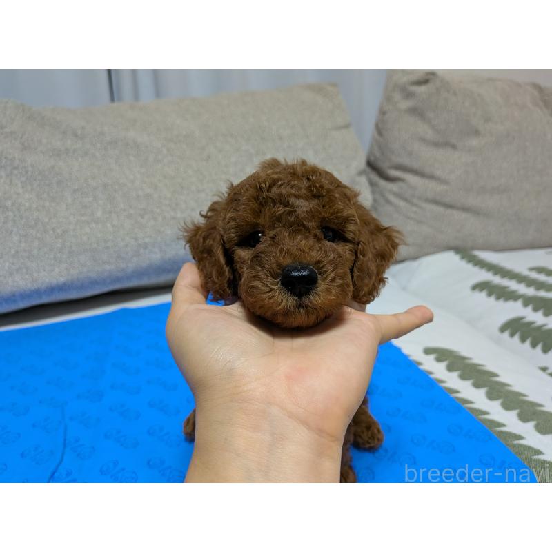 販売中の茨城県のトイプードル-417233の8枚目