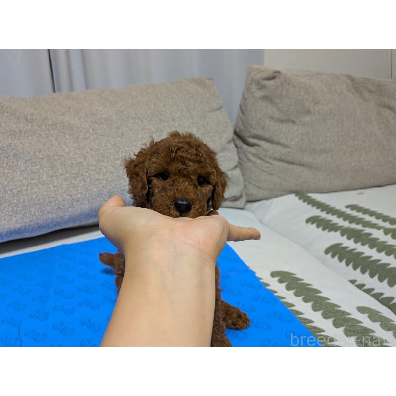 販売中の茨城県のトイプードル-417233の7枚目