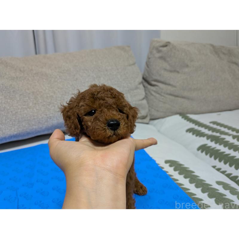 販売中の茨城県のトイプードル-417233の6枚目