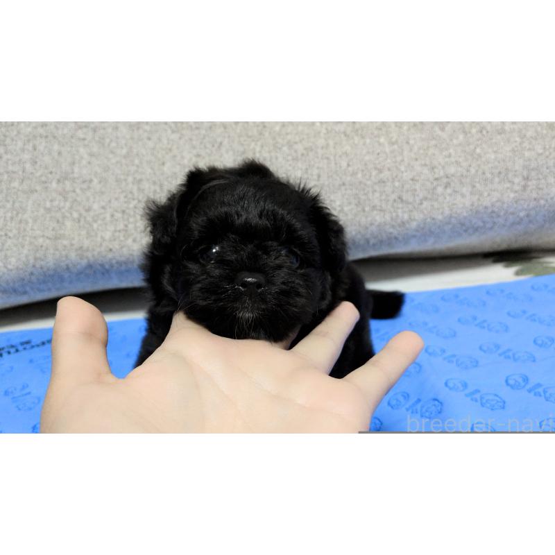 販売中の茨城県のポメプー:ポメラニアン×トイプードル-417234の3枚目