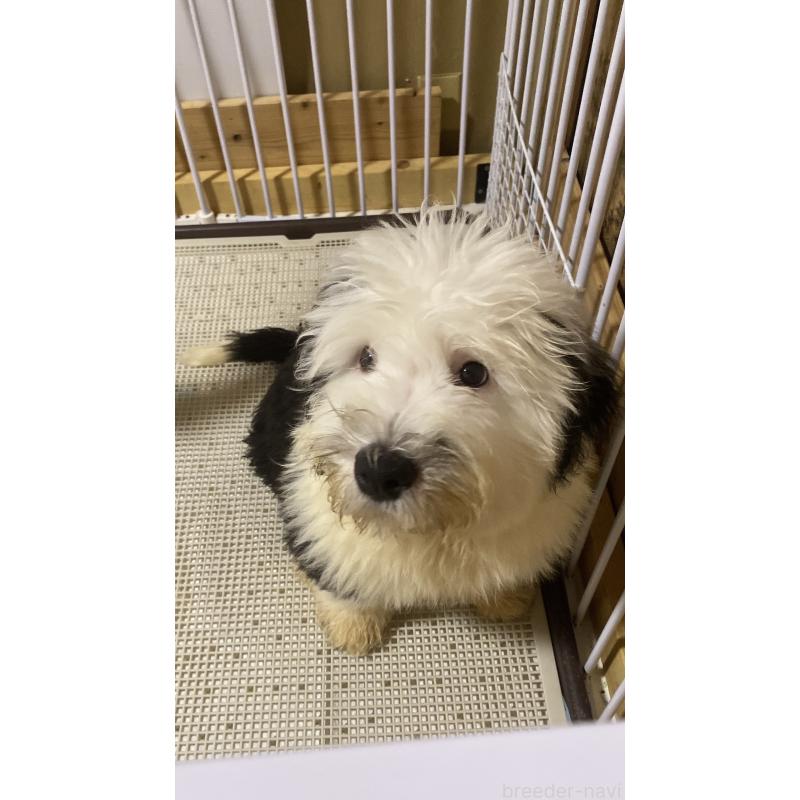 成約済の大阪府のオールドイングリッシュシープドッグ-394402の2枚目