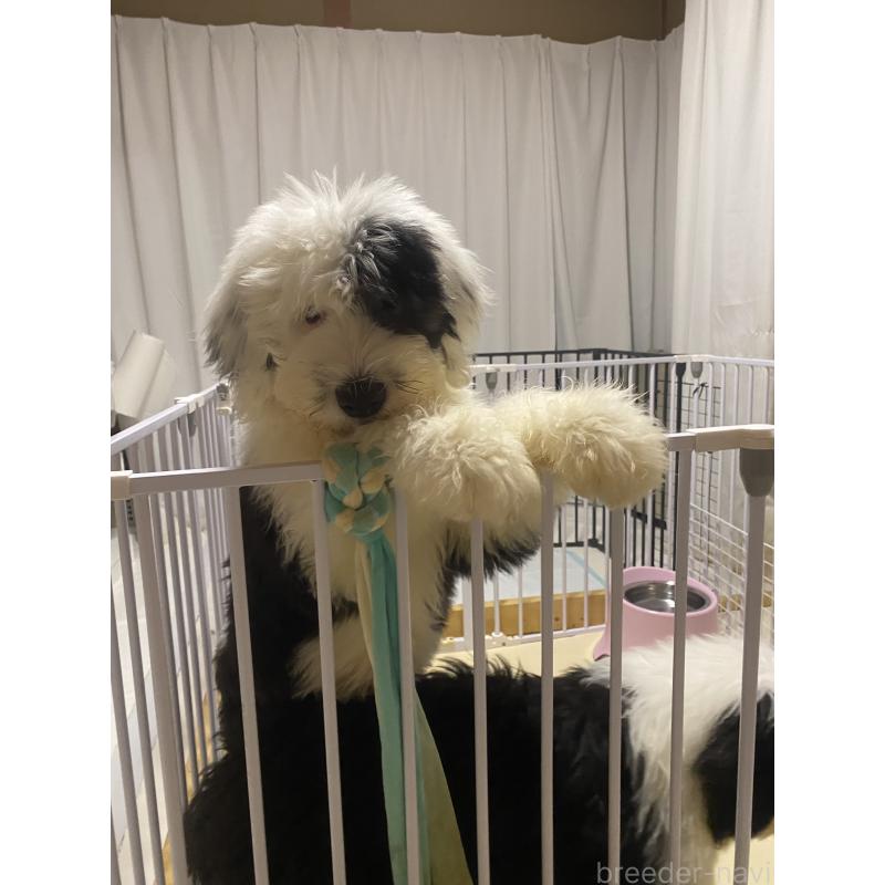 販売中の大阪府のオールドイングリッシュシープドッグ-394401の6枚目