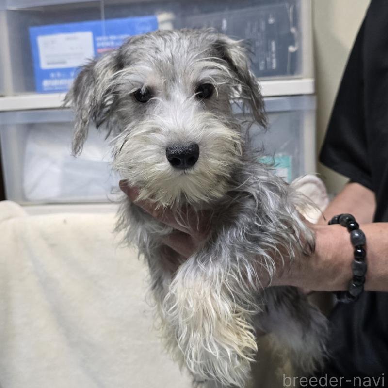 成約済の岡山県のミニチュアシュナウザー-394057の5枚目