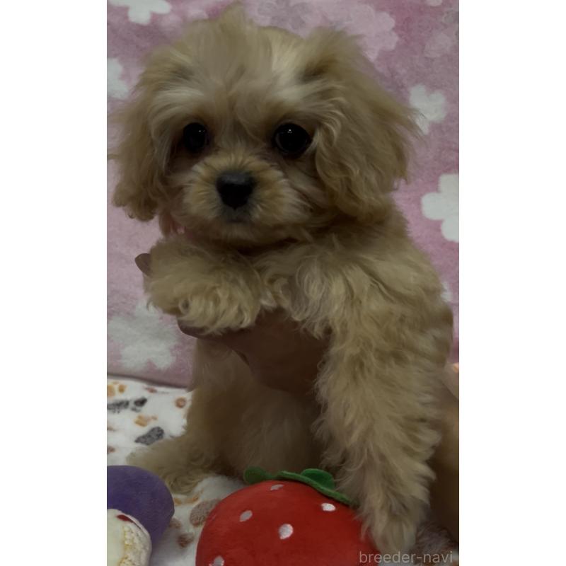販売中の茨城県のミックス犬-417238の4枚目